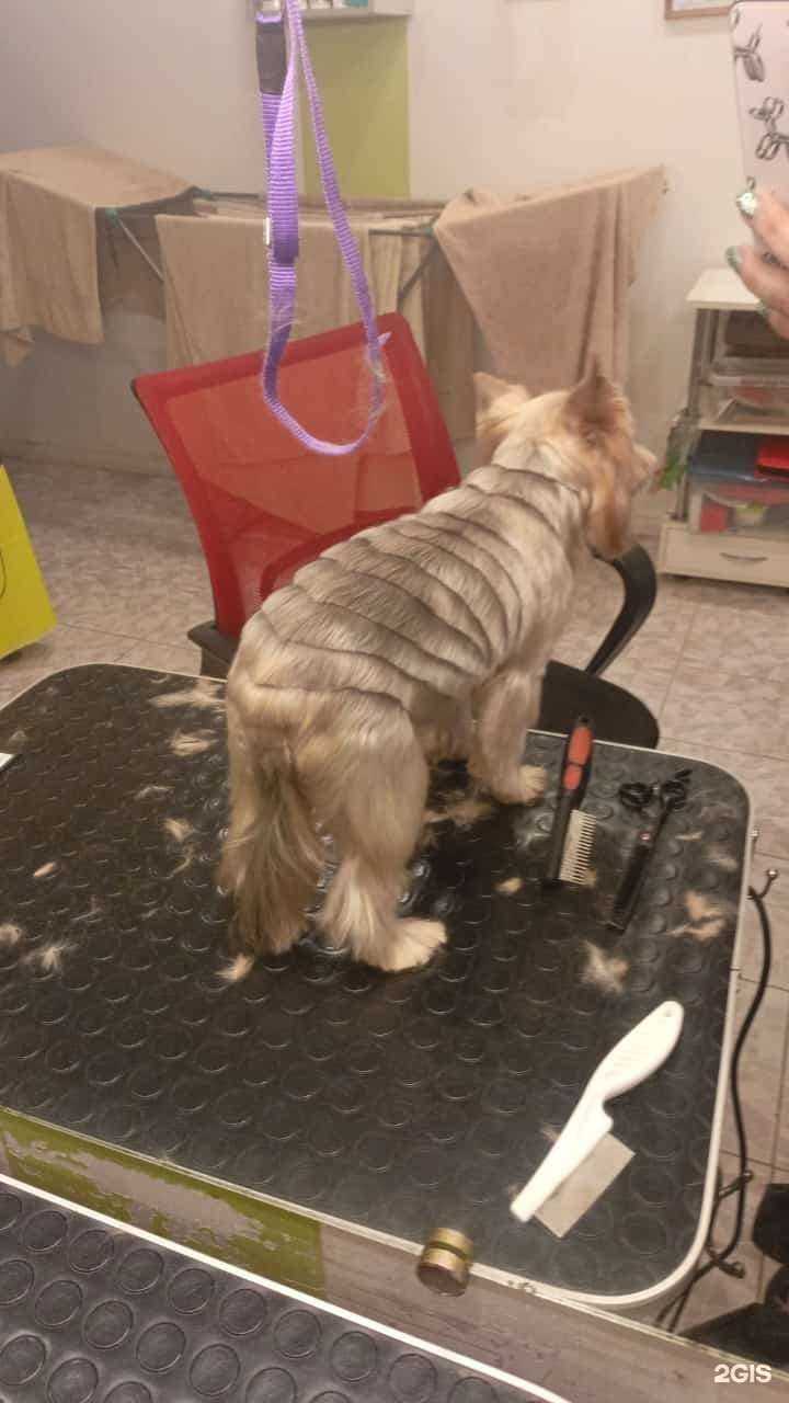 Отзывы на компанию Зоосалон в Анапе c фото