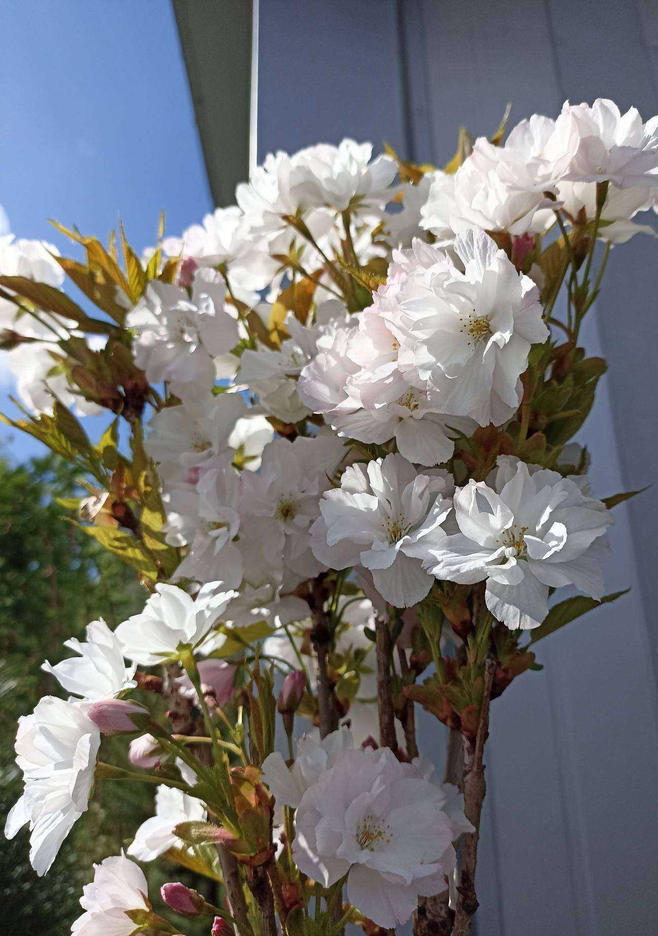 Отзывы на компанию Сады Балтии в г. Калининград c фото