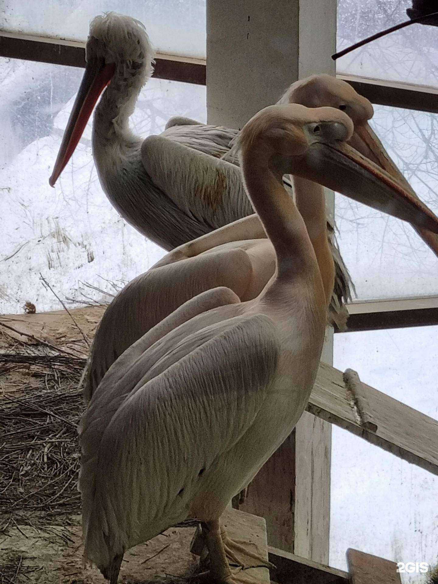 Отзывы на компанию Домашний любимец в г. Люберцы c фото