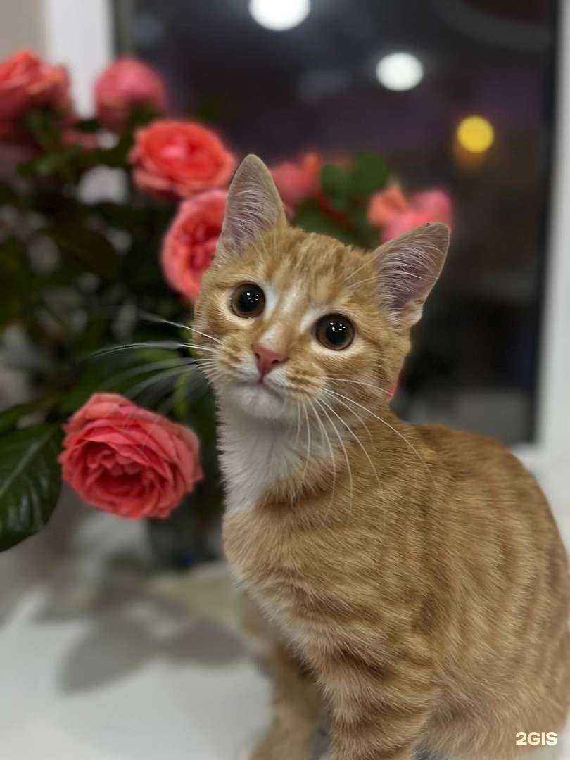 Отзывы на компанию ЗооСити+ в Магнитогорске c фото