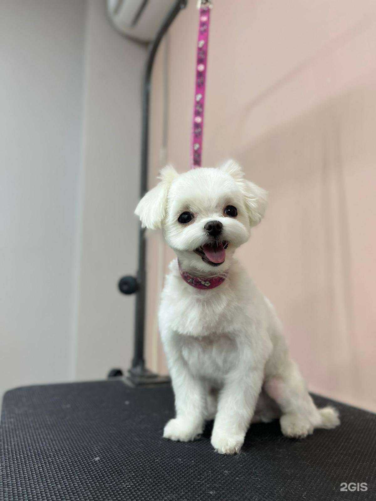 Отзывы на компанию Mr.Dog в Челябинске c фото