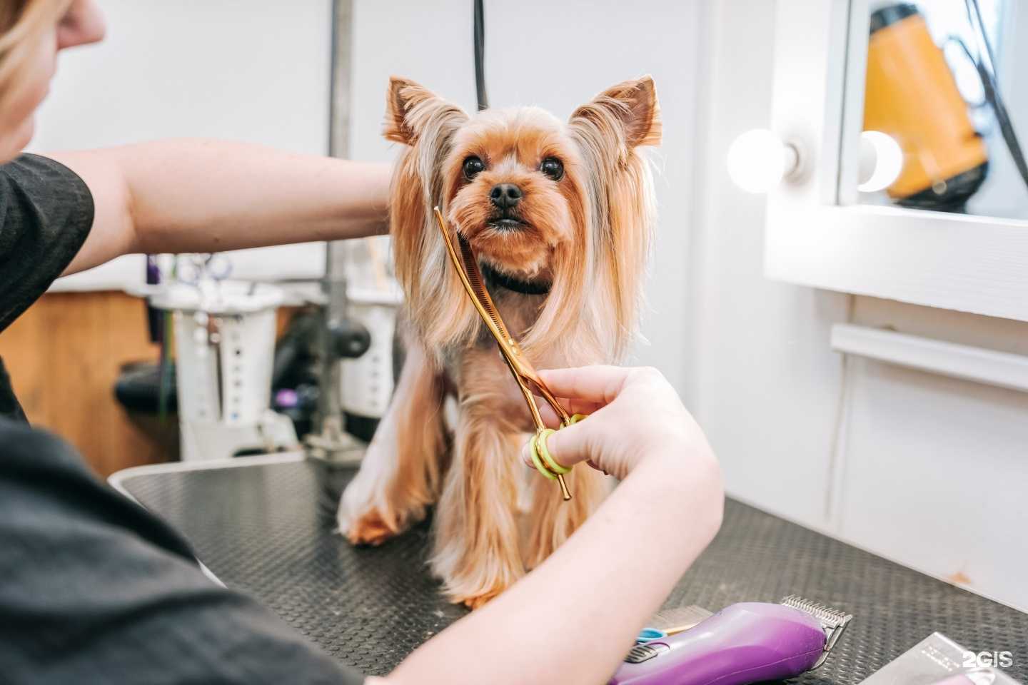 Отзывы на компанию City Groom в Тольятти c фото