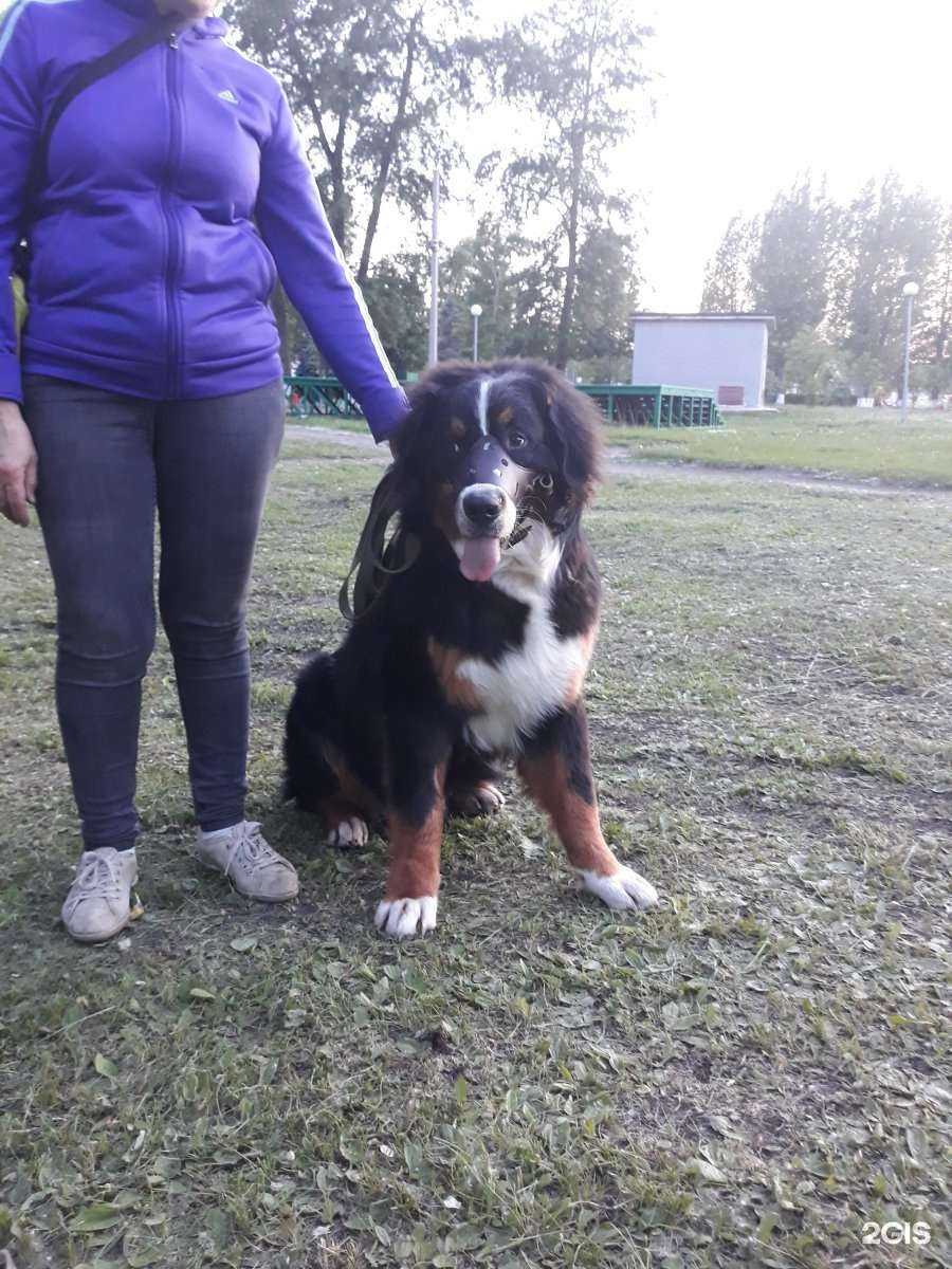 Отзывы на компанию Городская спортивная школа дрессировки собак в г. Тольятти c фото