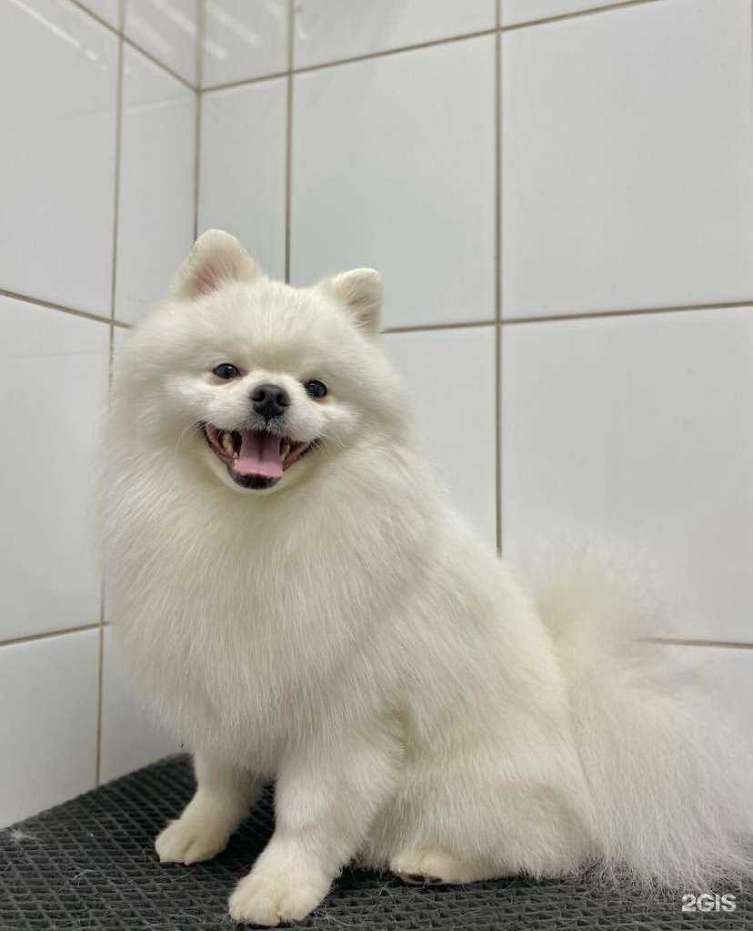 Отзывы на компанию Groomroom в г. Новокузнецк c фото