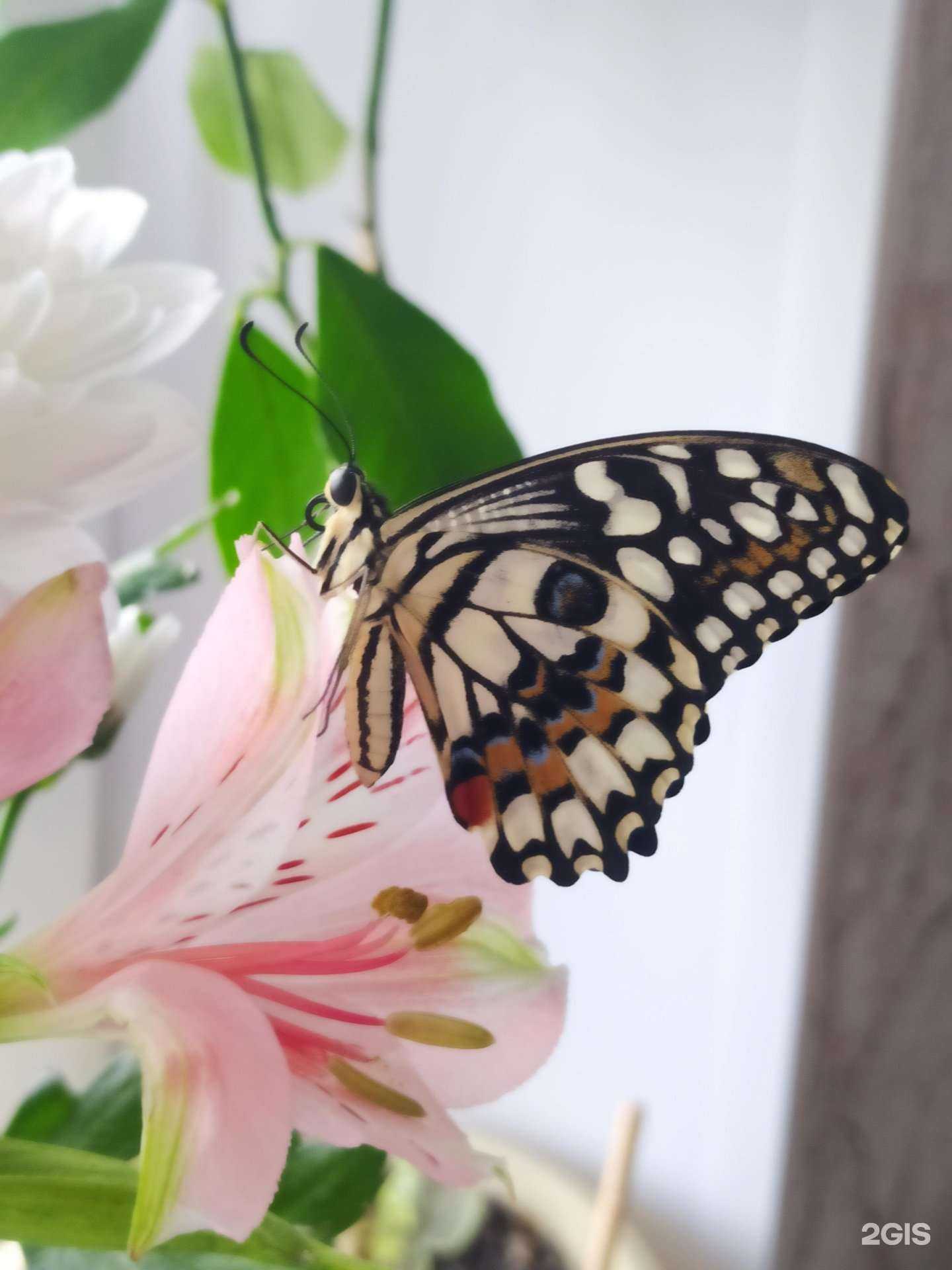 Отзывы на компанию Райский сад в Омске c фото