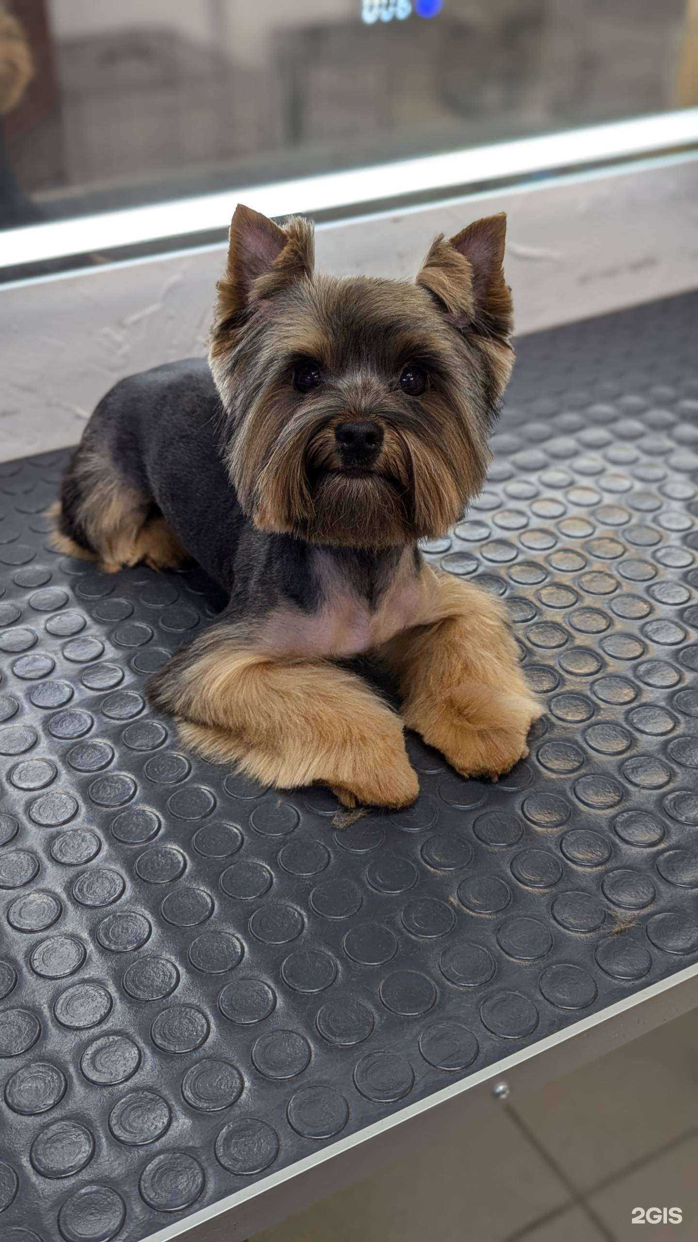 Отзывы на компанию ​Кабинет грумера в Ижевске c фото