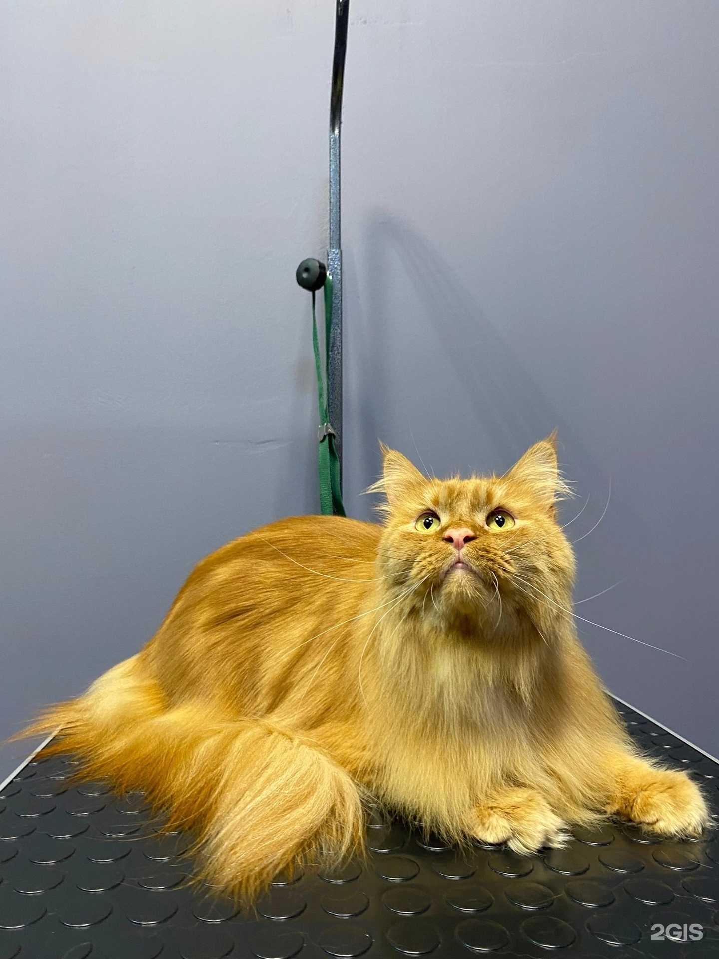 Отзывы на компанию СПА для Пса в Тюмени c фото