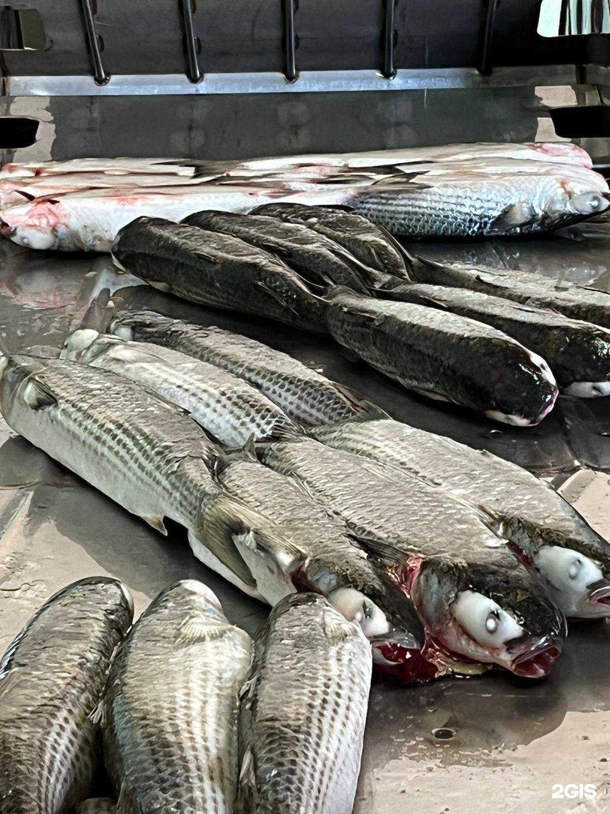 Отзывы на компанию Рыбный магазин в Томске c фото