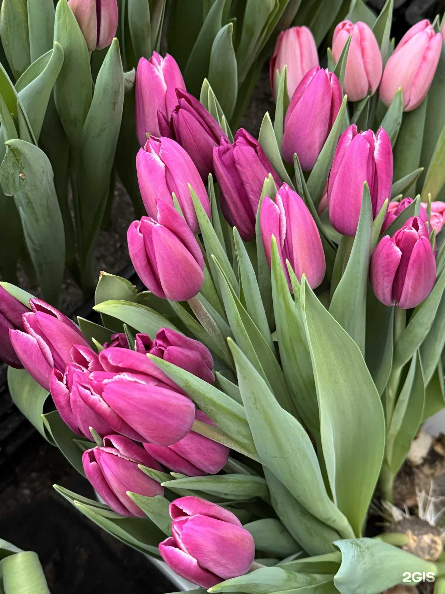 Отзывы на компанию Камчатская оранжерея в Петропавловске-Камчатском c фото