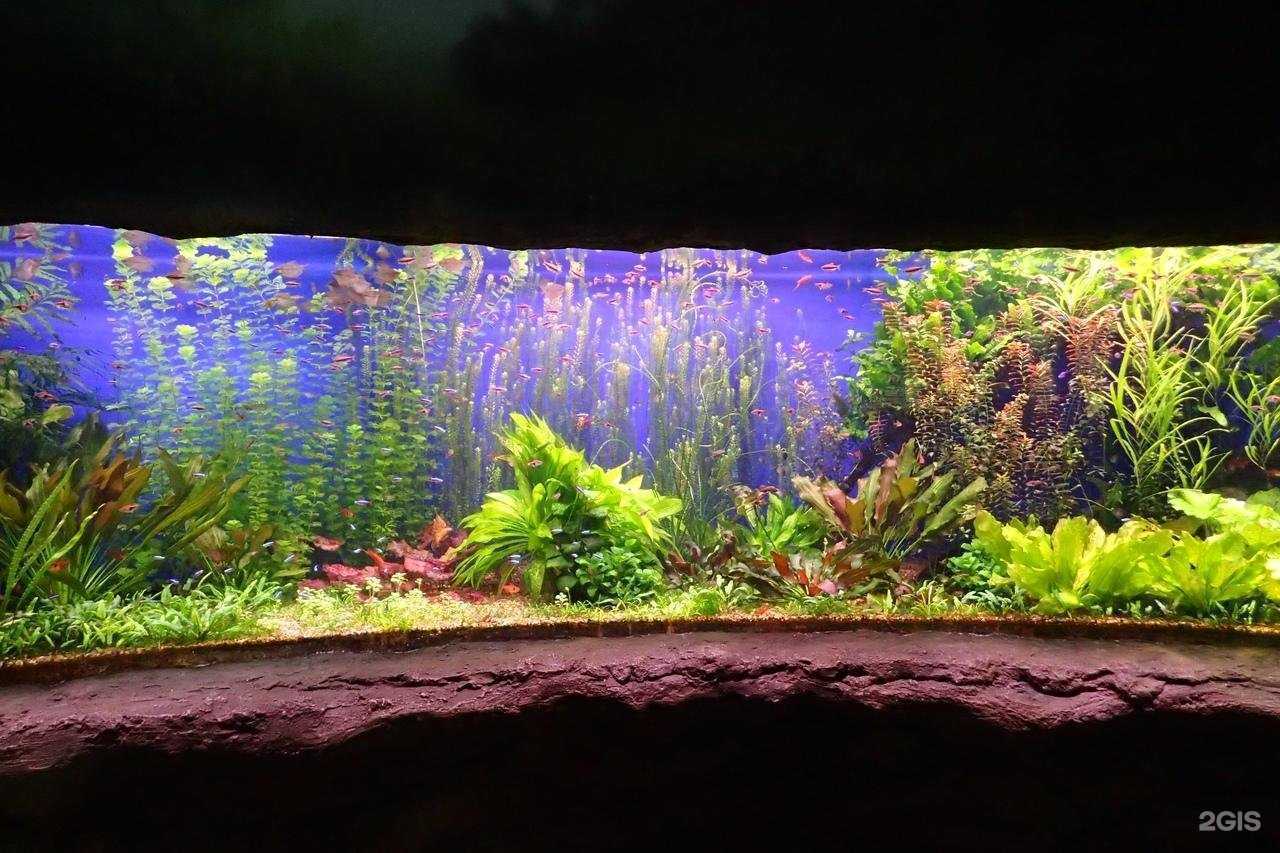 Отзывы на компанию аквариум36 в Воронеже c фото