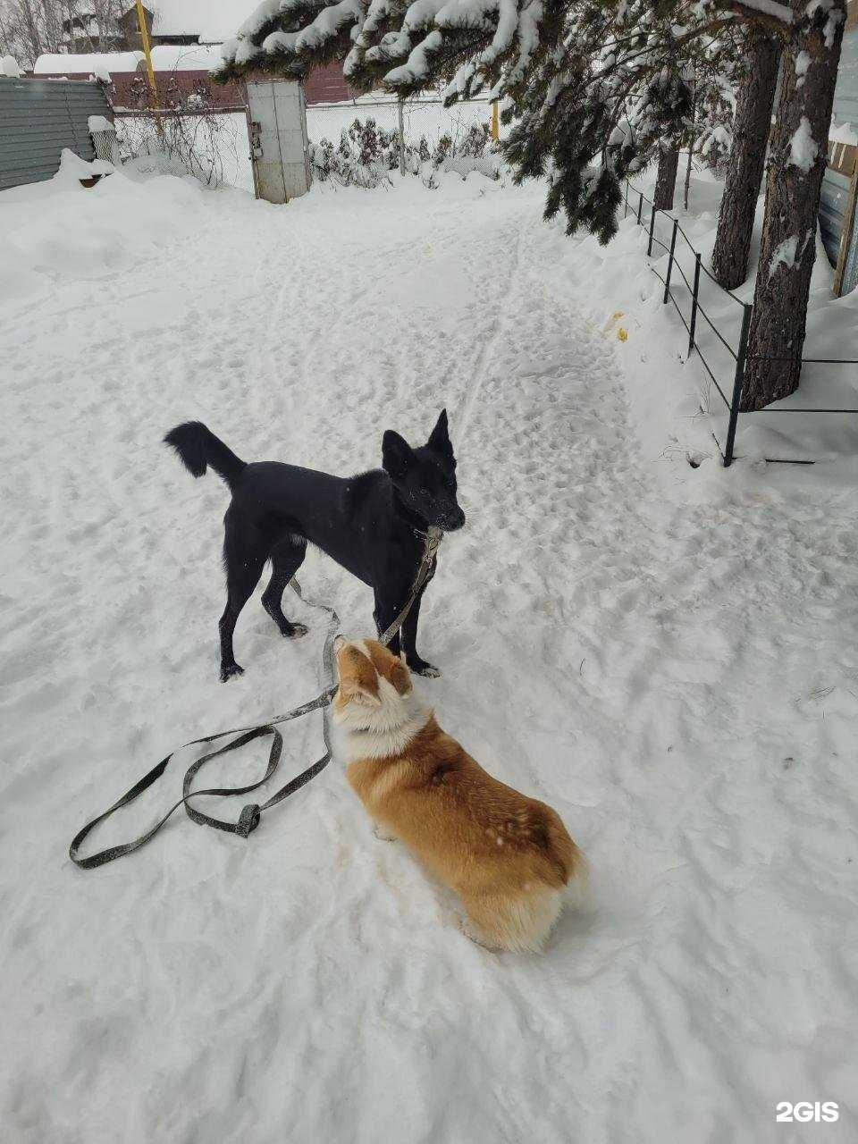 Отзывы на компанию Верные Друзья в Екатеринбурге c фото