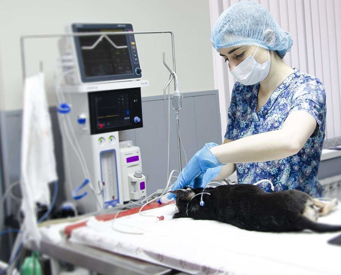 Отзывы на компанию Doctor vet в Саратове c фото