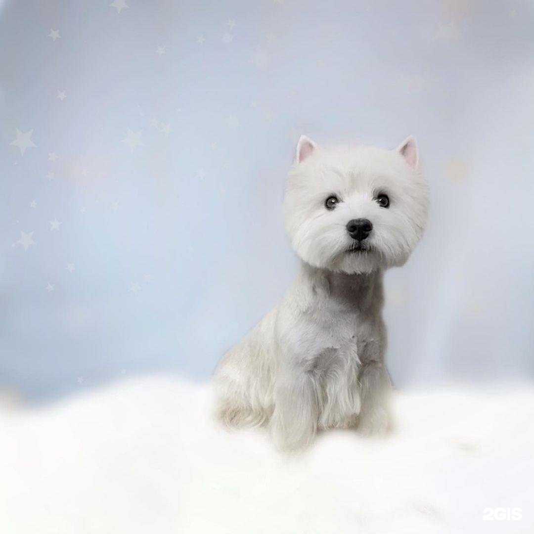 Отзывы на компанию Другая Собака в Новосибирске c фото