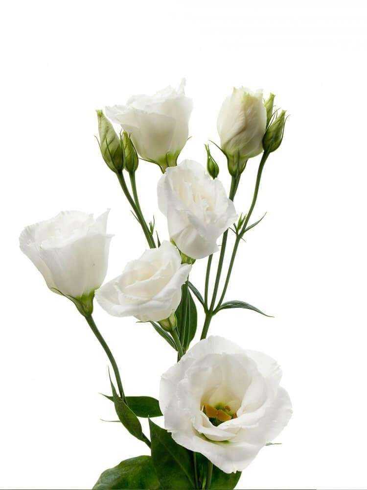 Отзывы на компанию Дом Роз в Балашихе c фото