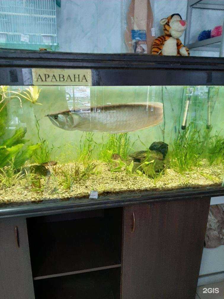 Отзывы на компанию Аквариум-Н в г. Новокузнецк c фото