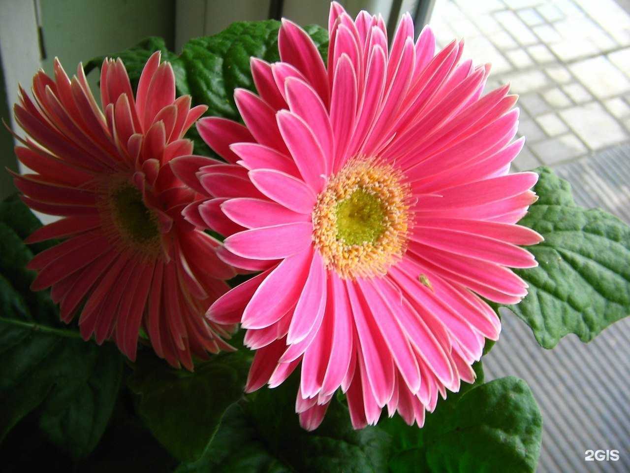 Отзывы на компанию Сад Желаний в г. Саратов c фото