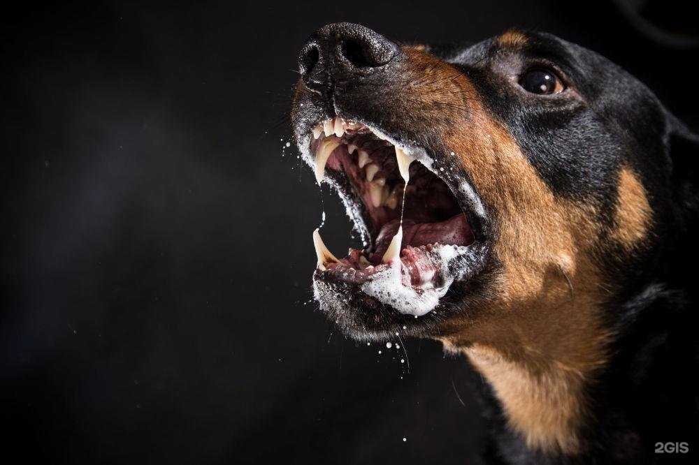 Отзывы на компанию Ветеринарный кабинет в Туле c фото