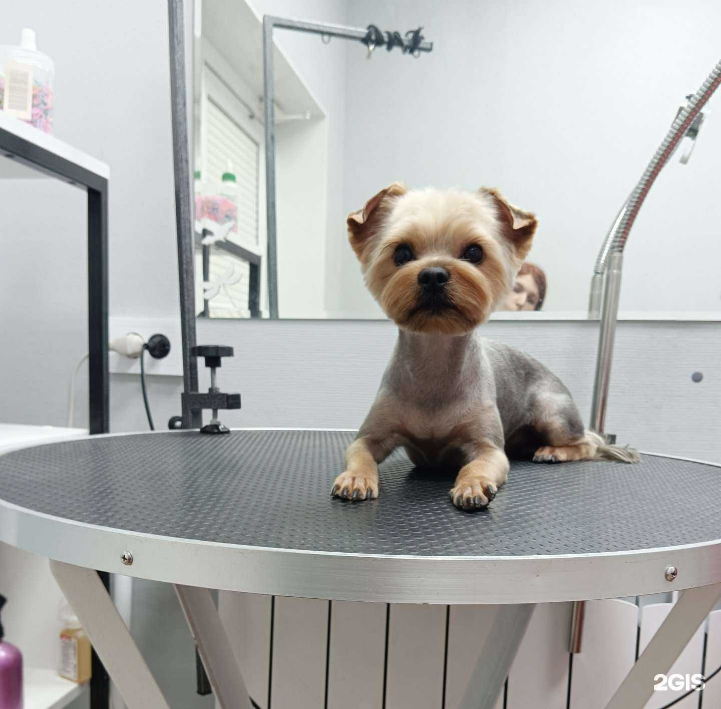 Отзывы на компанию Элис в Старом Осколе c фото