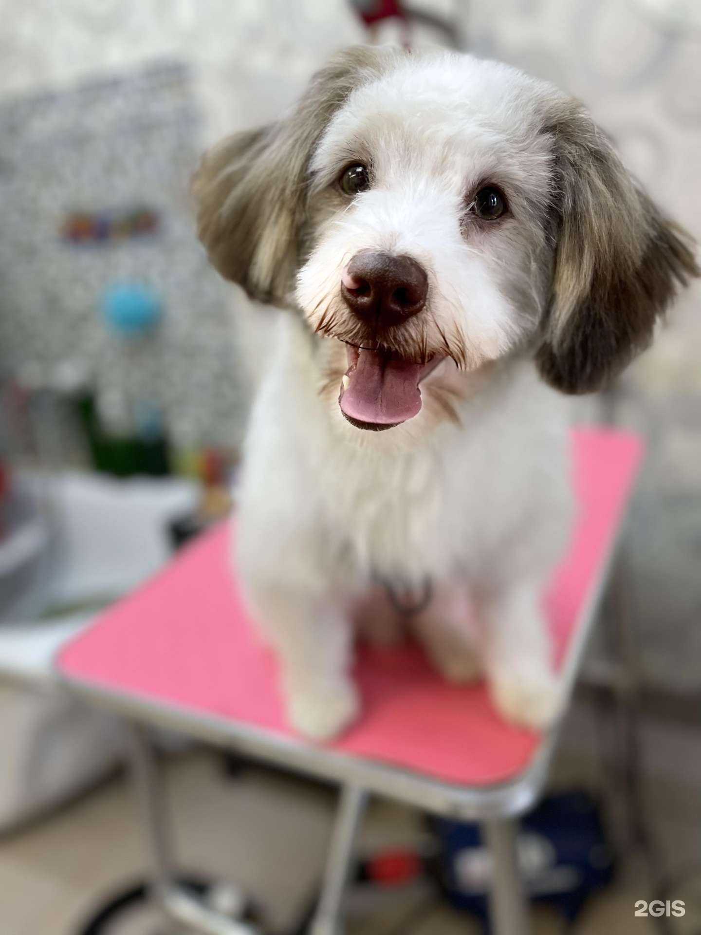 Отзывы на компанию Groomroom в Челябинске c фото