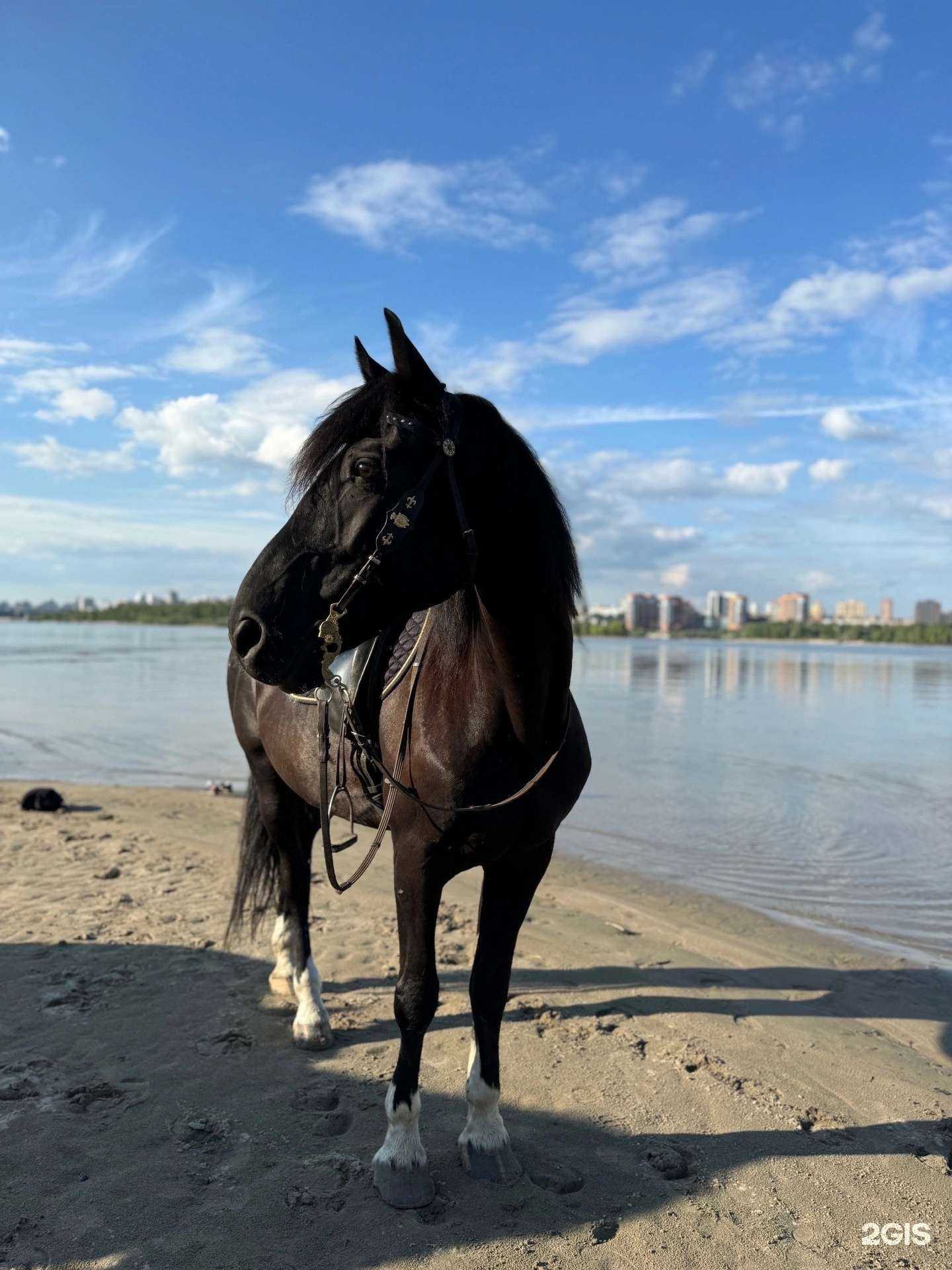 Отзывы на компанию Мустанг в Новосибирске c фото