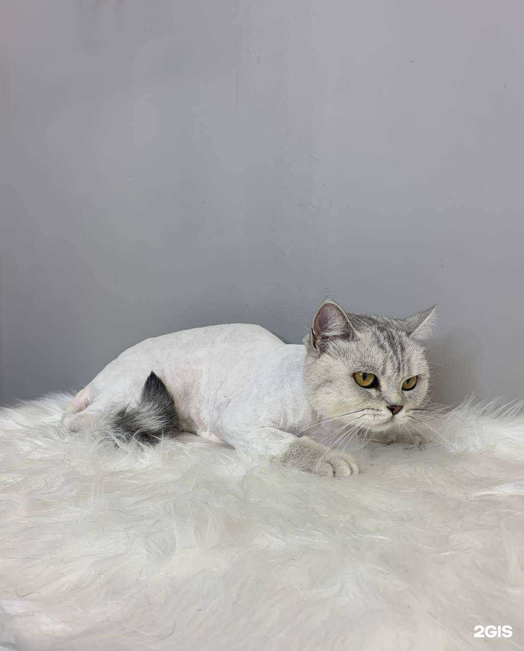 Отзывы на компанию Nessy groom  в г. Калуга c фото