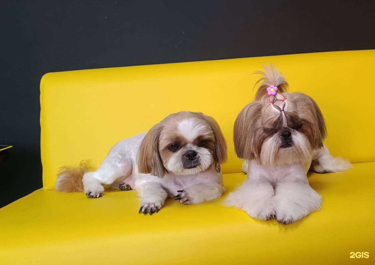 Отзывы на компанию Дог имидж в г. Красноярск c фото