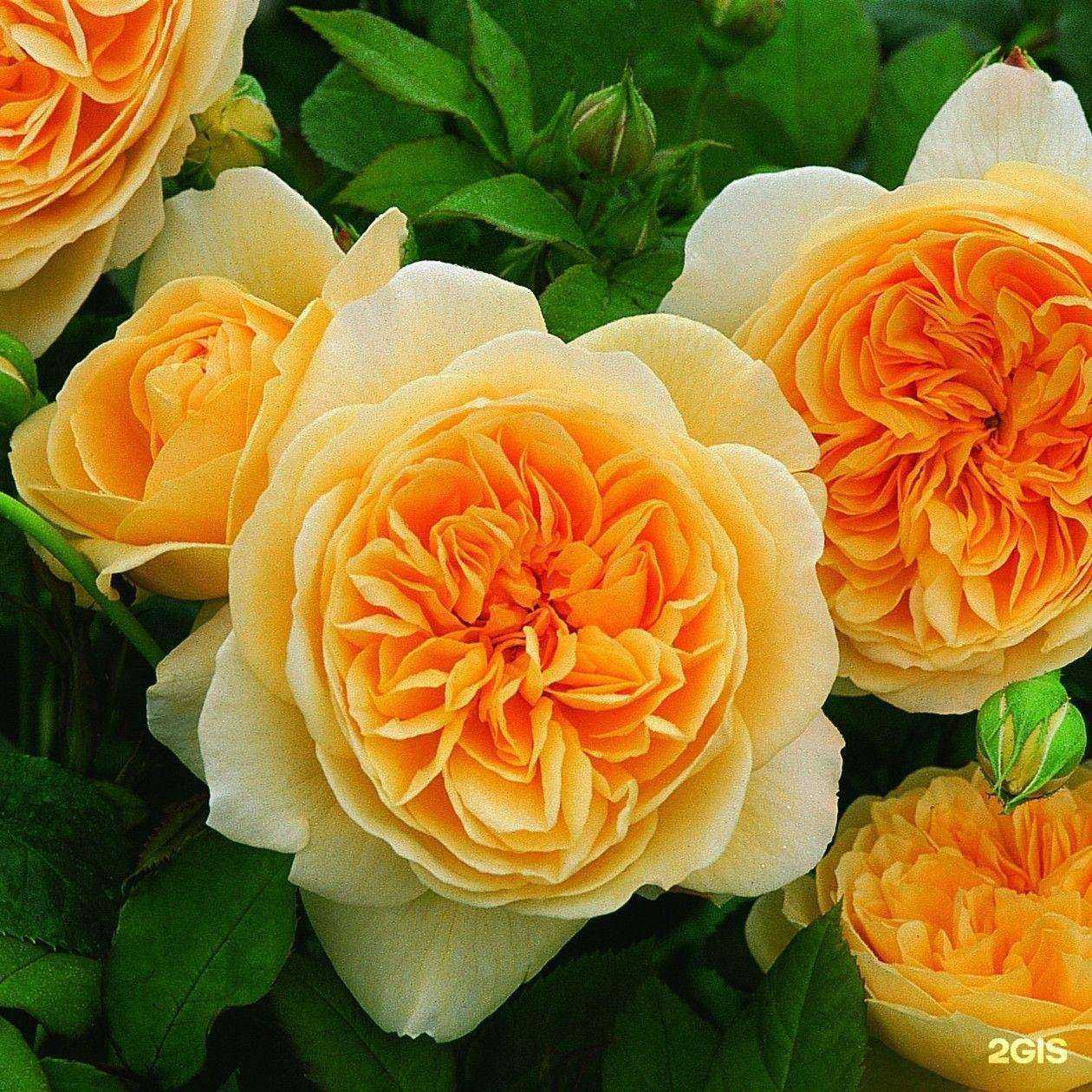 Отзывы на компанию Садовый центр в Новомосковске c фото