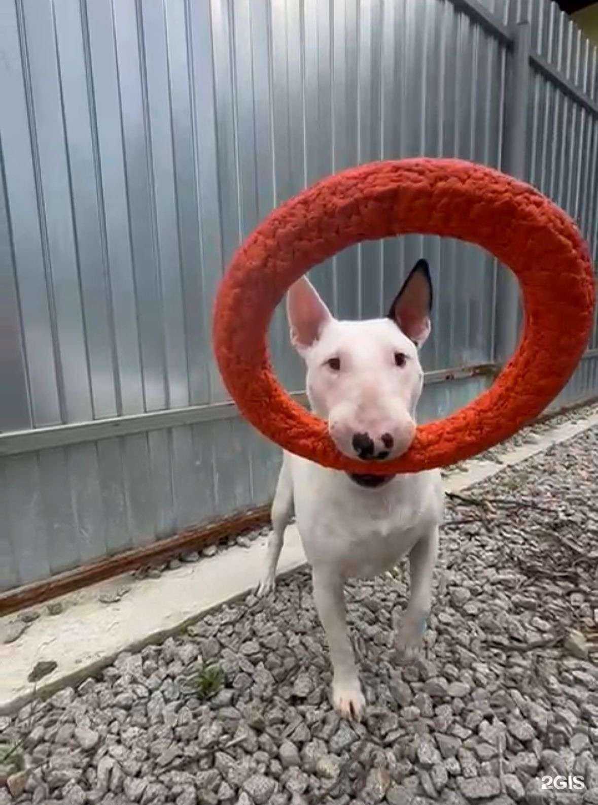 Отзывы на компанию Golden pets в г. Екатеринбург c фото