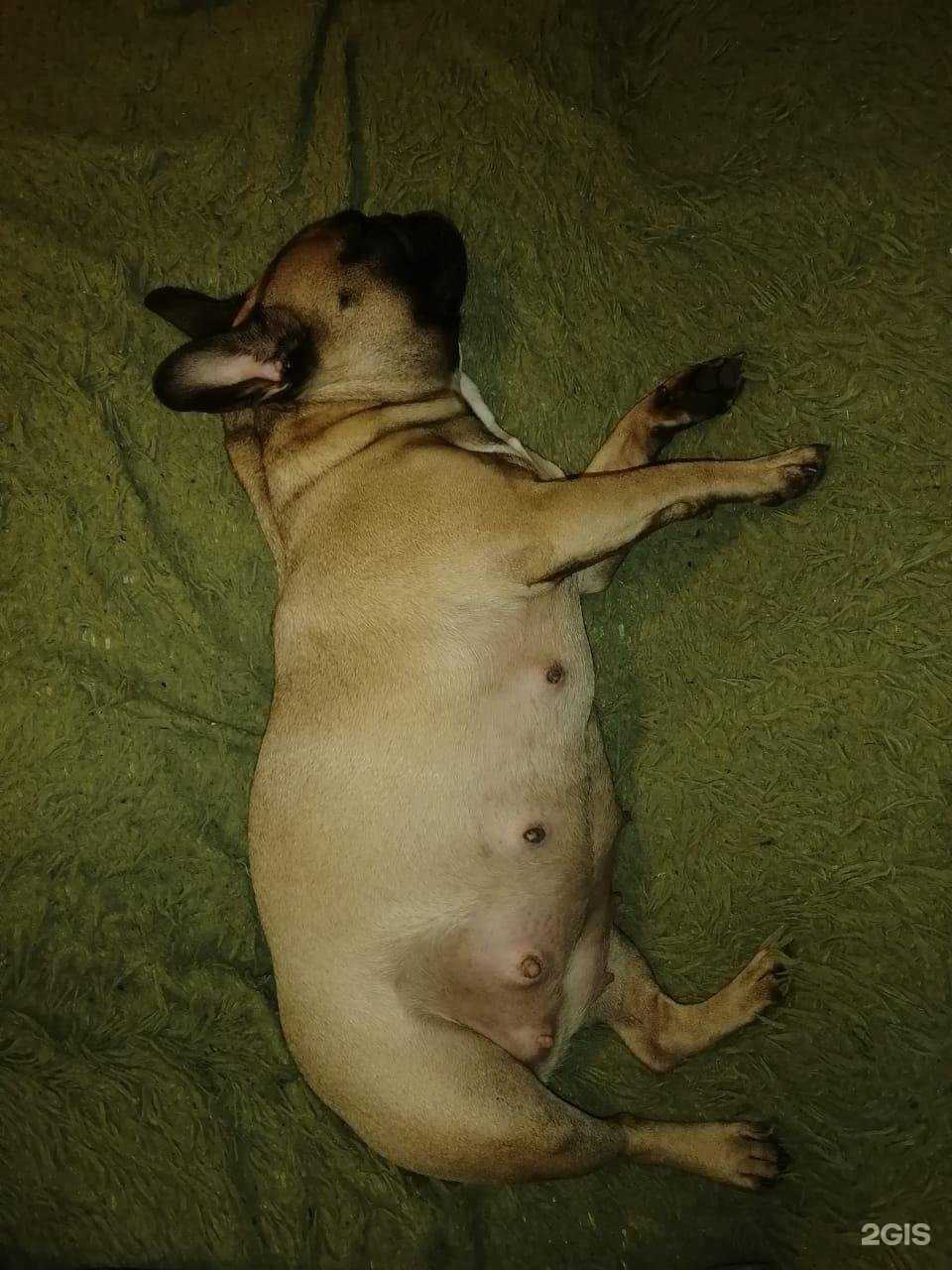 Отзывы на компанию Добровет в г. Гатчина c фото