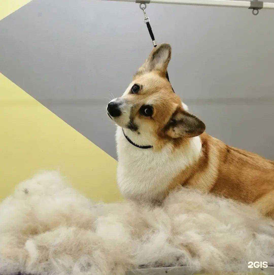 Отзывы на компанию Pet marafet в Воронеже c фото