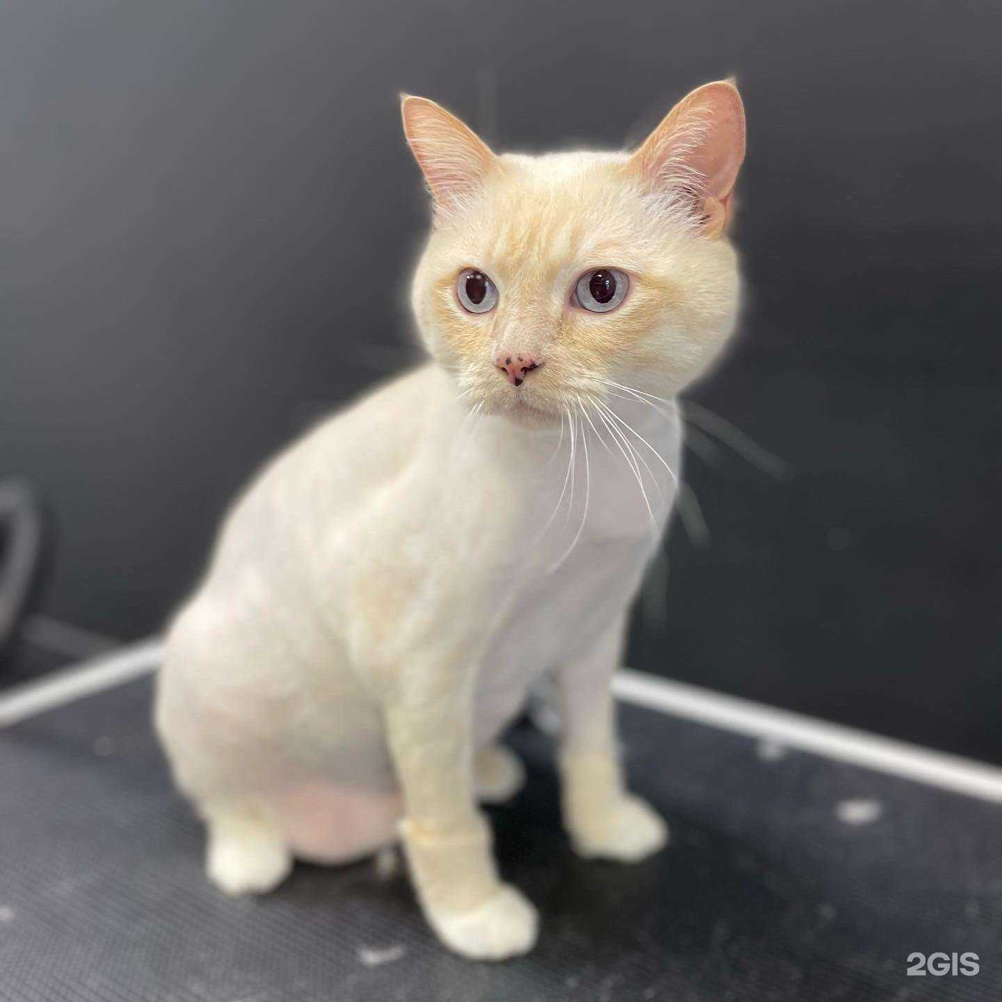 Отзывы на компанию Блэк Дог в г. Хабаровск c фото