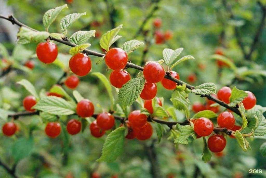 Отзывы на компанию Биозоосад в г. Архангельск c фото