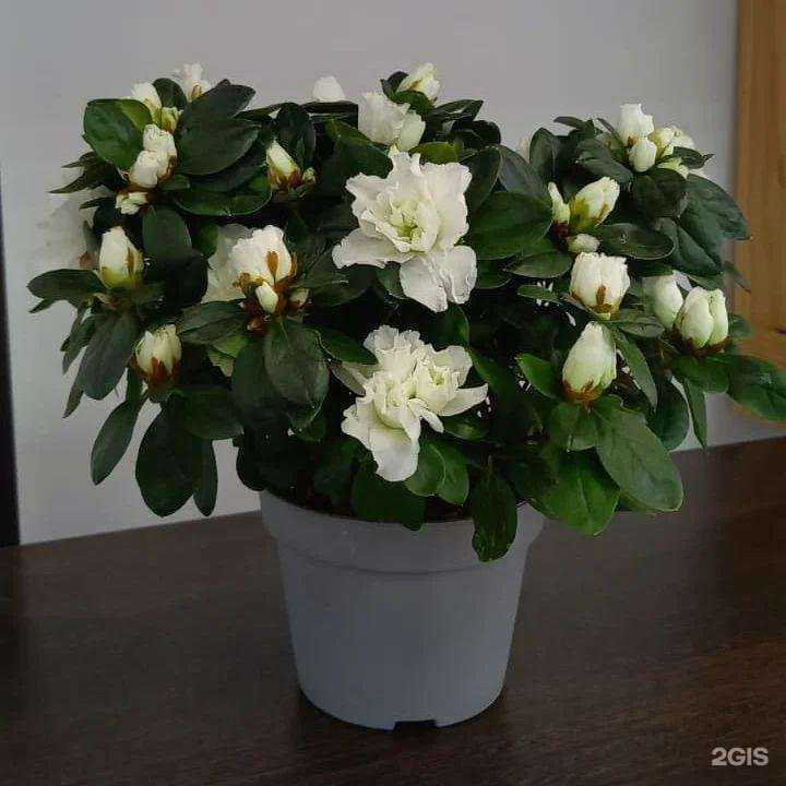 Отзывы на компанию Ромашка, салон цветов в Марксе c фото