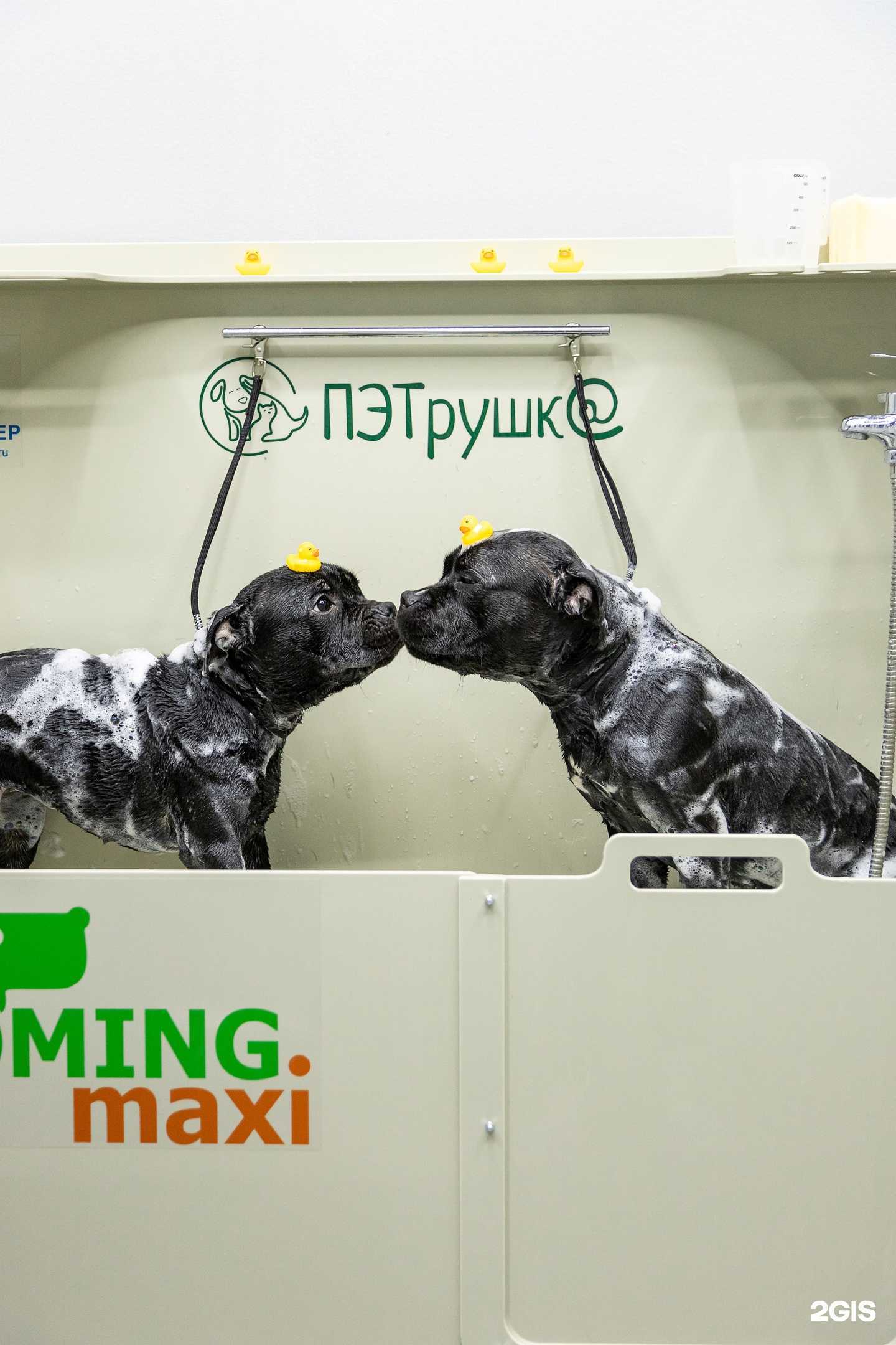 Отзывы на компанию Пэтрушк@ в Перми c фото