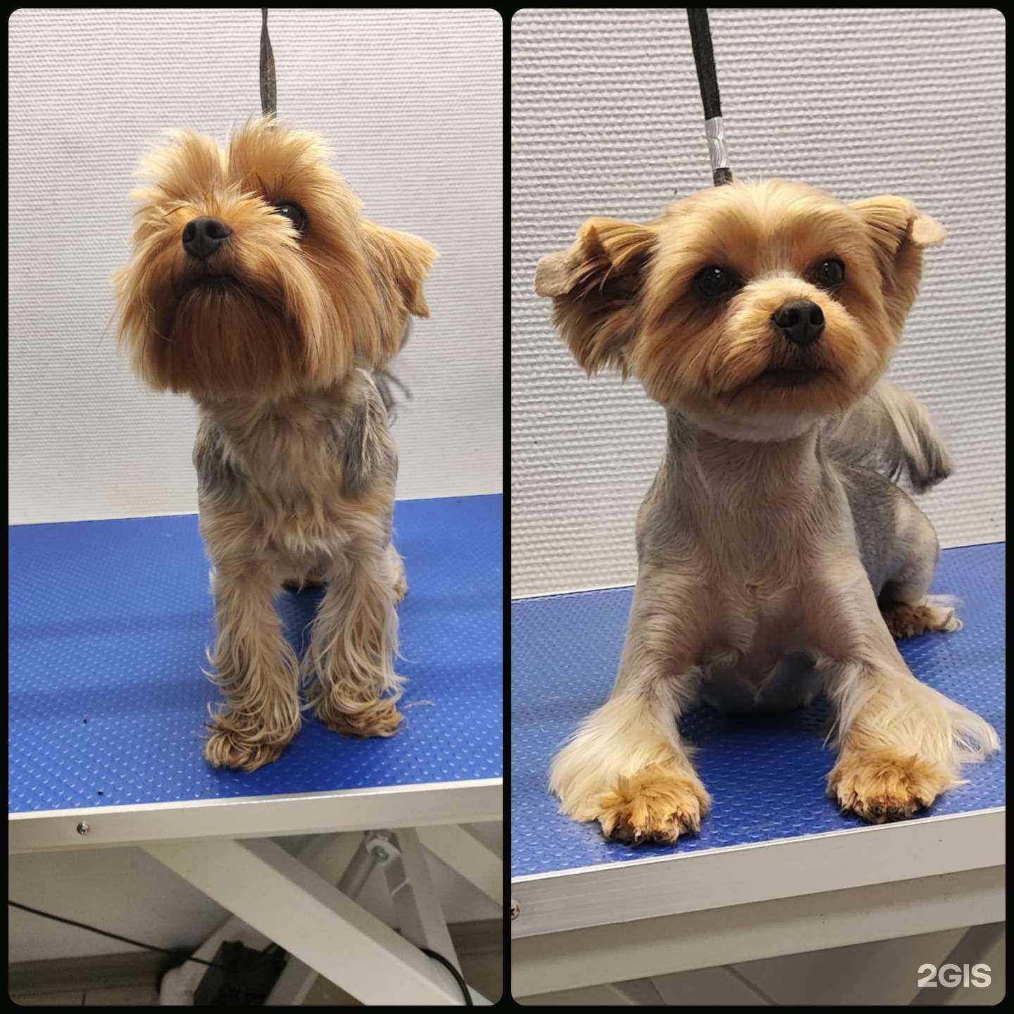 Отзывы на компанию Грумик в Новосибирске c фото