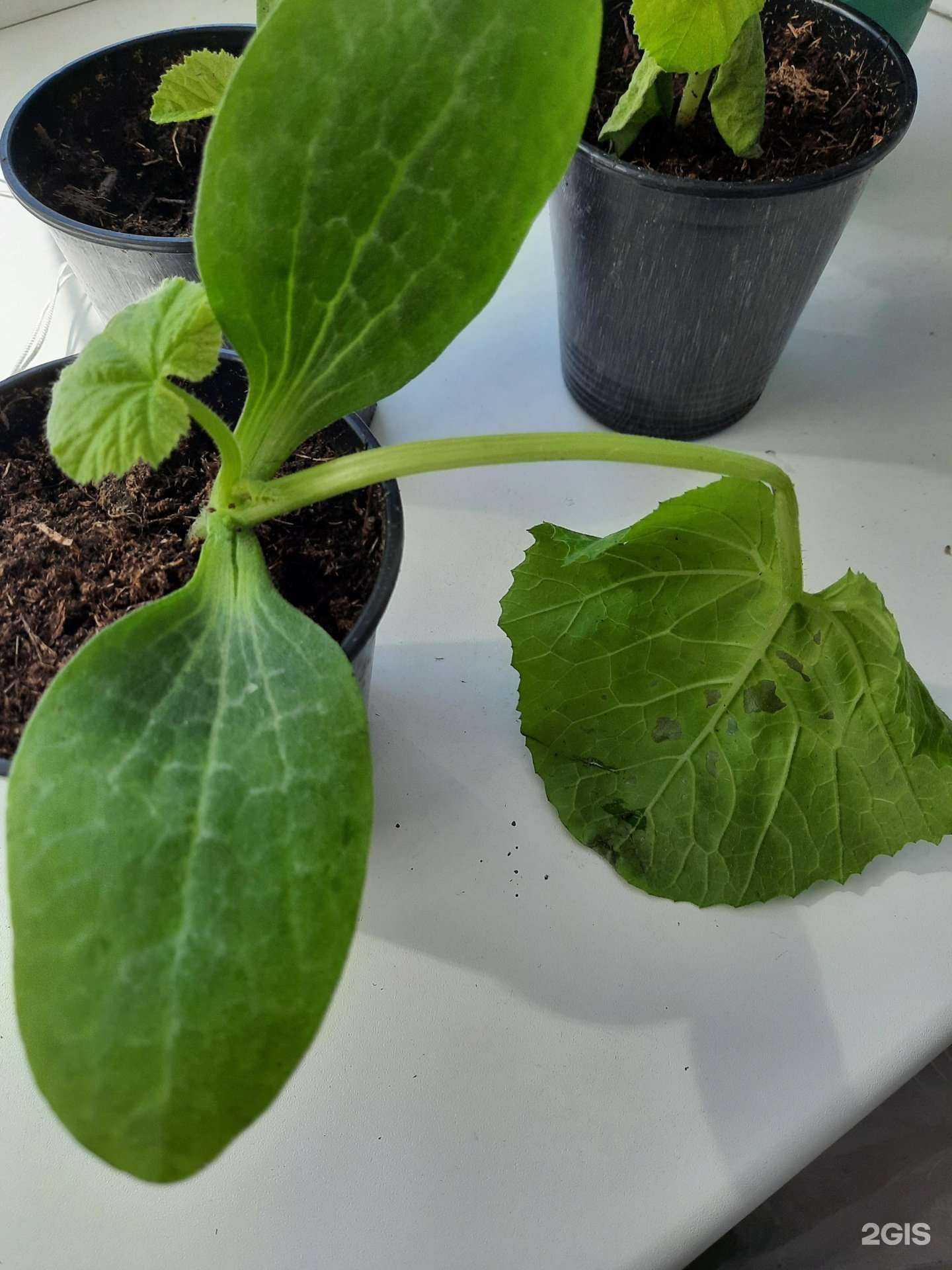 Отзывы на компанию Агрос в Новосибирске c фото