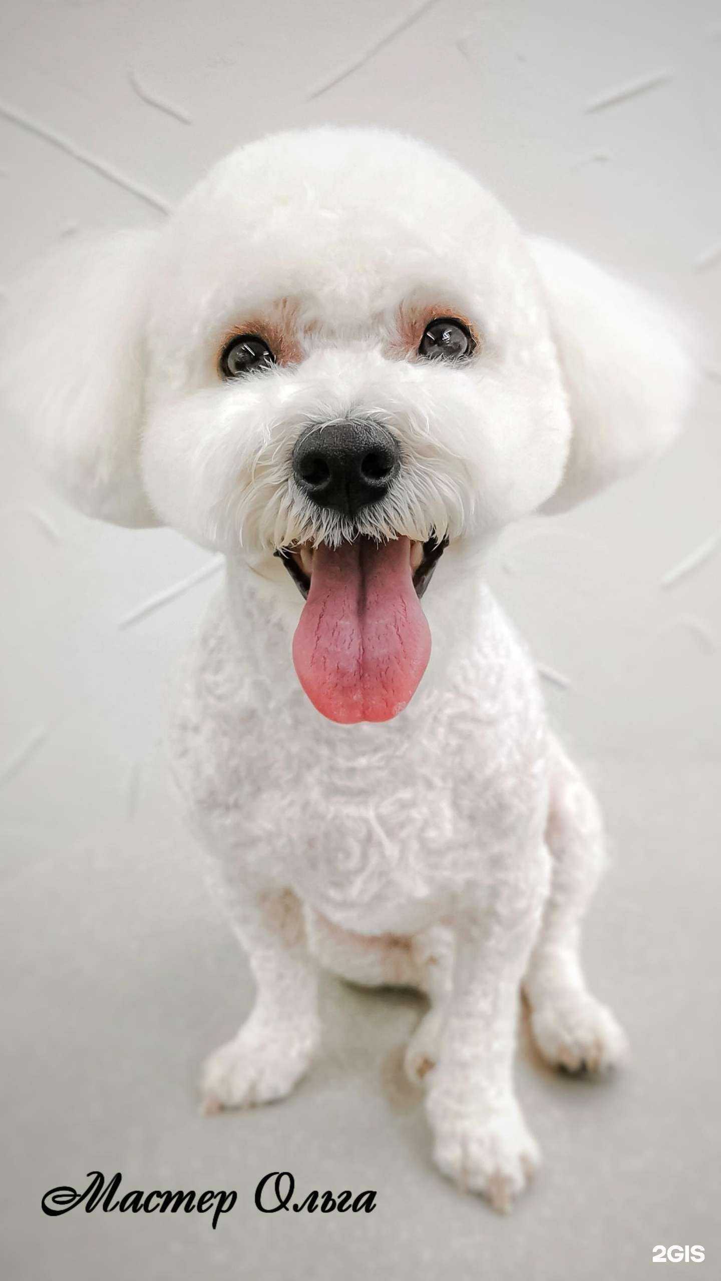 Отзывы на компанию Студия стрижек для животных в Сургуте c фото