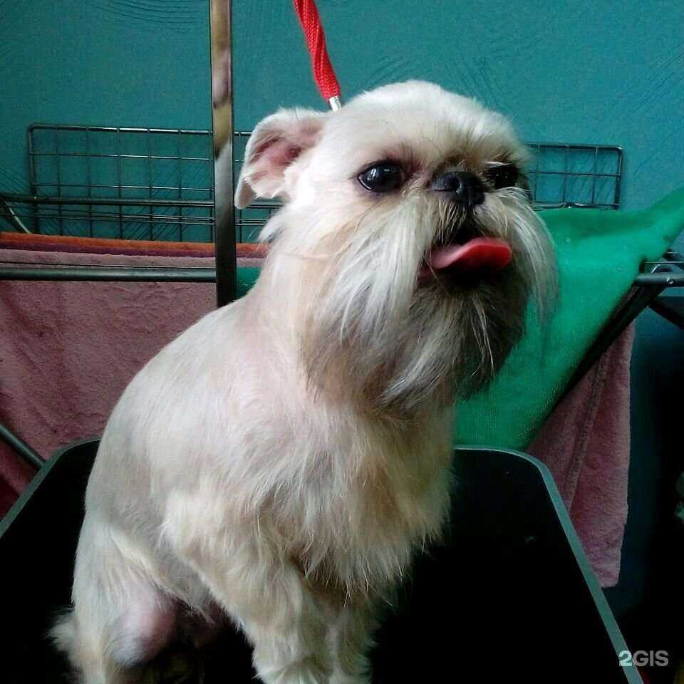 Отзывы на компанию Шпиц в г. Петропавловск-Камчатский c фото