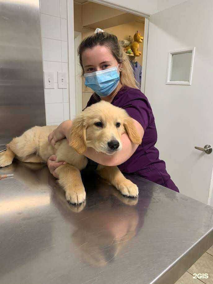 Отзывы на компанию ВетПомощь в г. Красноярск c фото