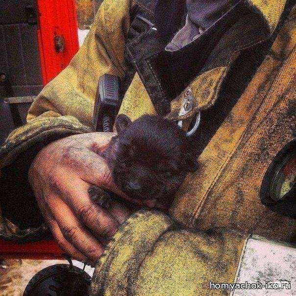 Отзывы на компанию Хомячок в г. Новочеркасск c фото