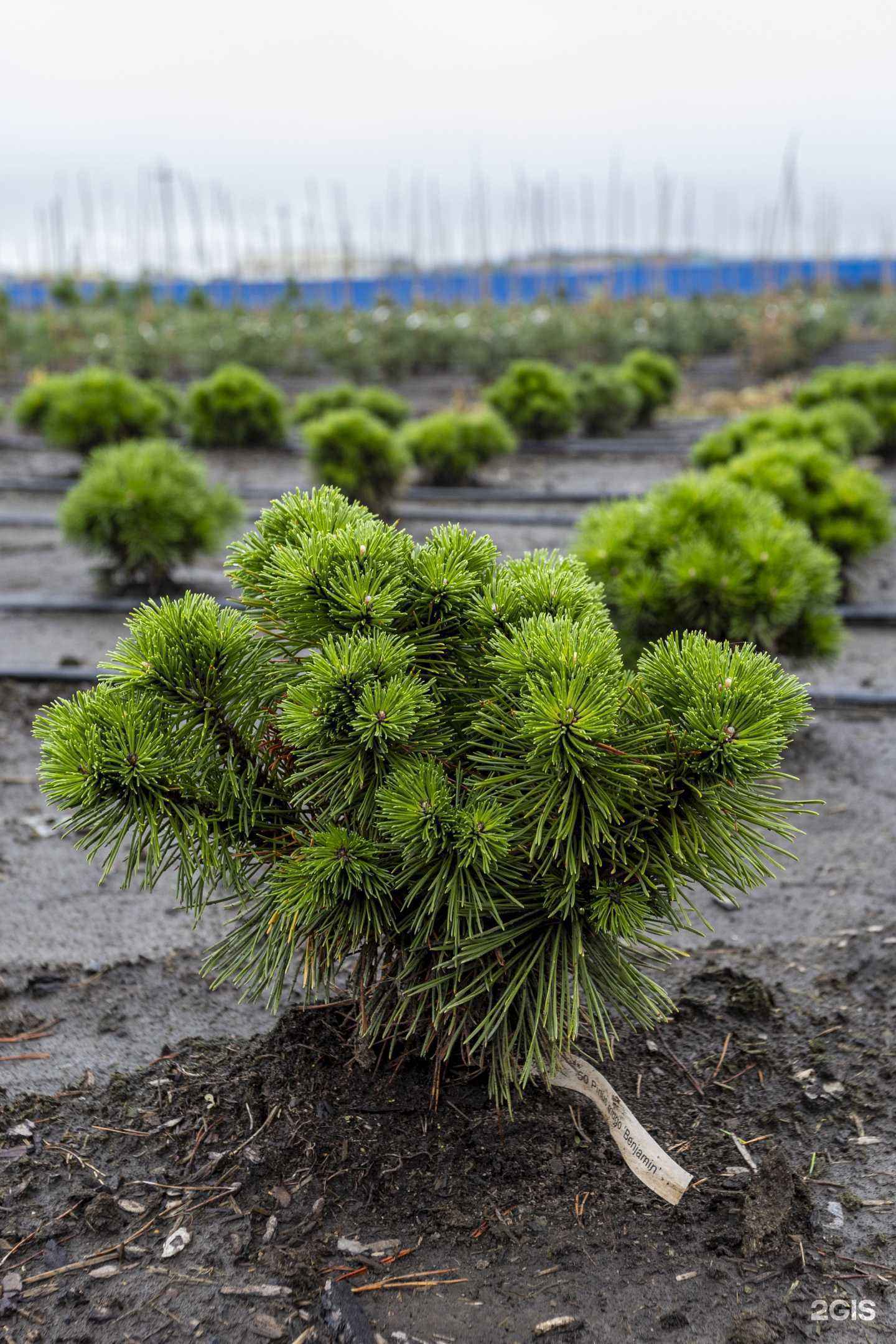 Отзывы на компанию Дача в г. Томск c фото