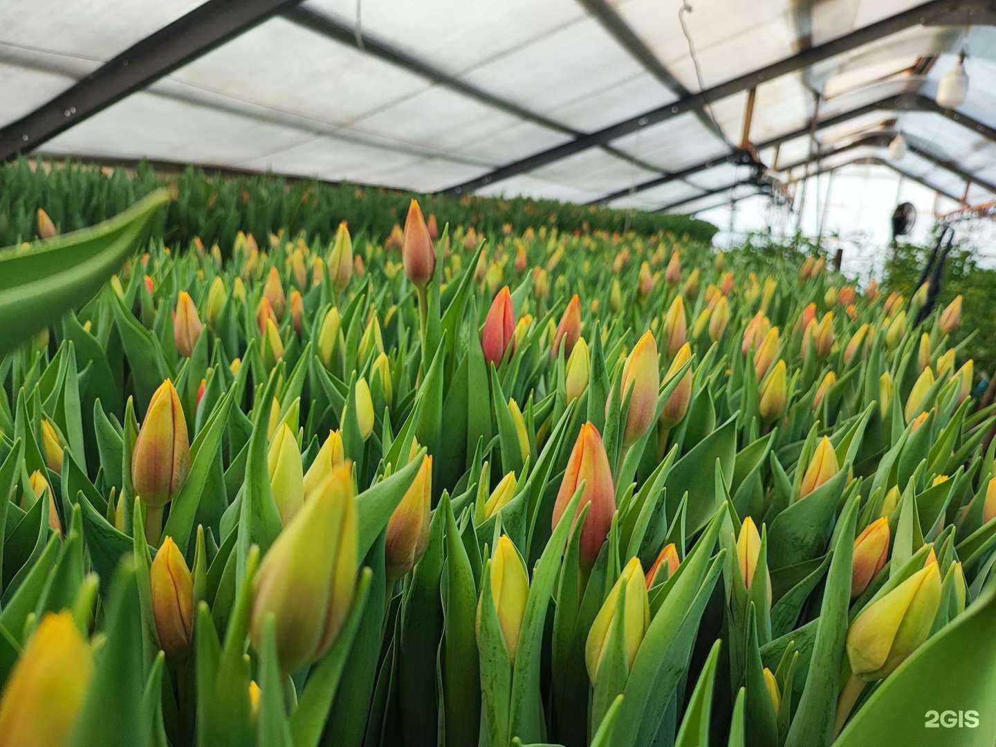 Отзывы на компанию Топцветок в Екатеринбурге c фото