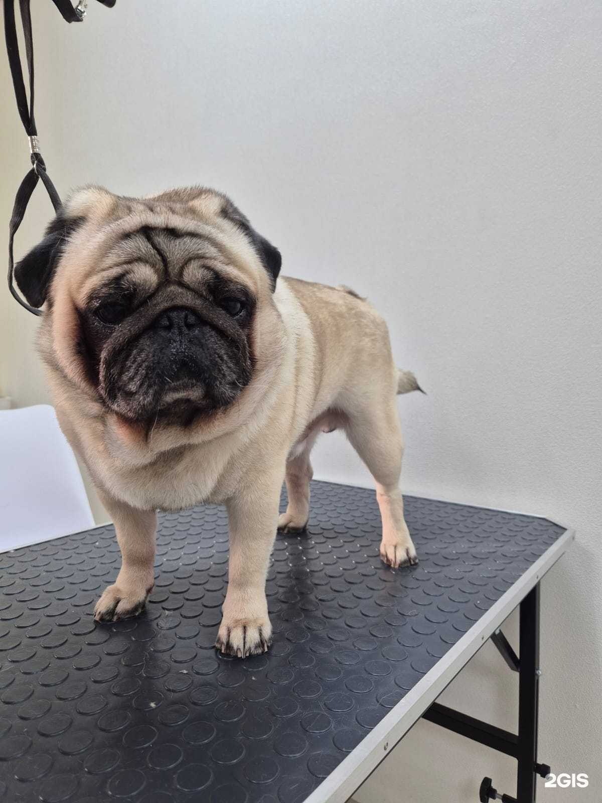 Отзывы на компанию Bondi в Сыктывкаре c фото