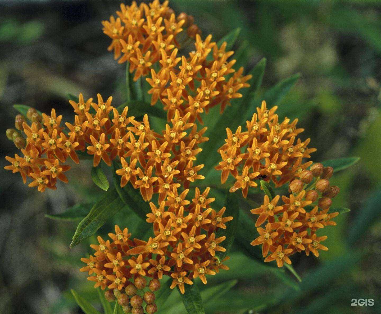 Отзывы на компанию Народные традиции в Новосибирске c фото