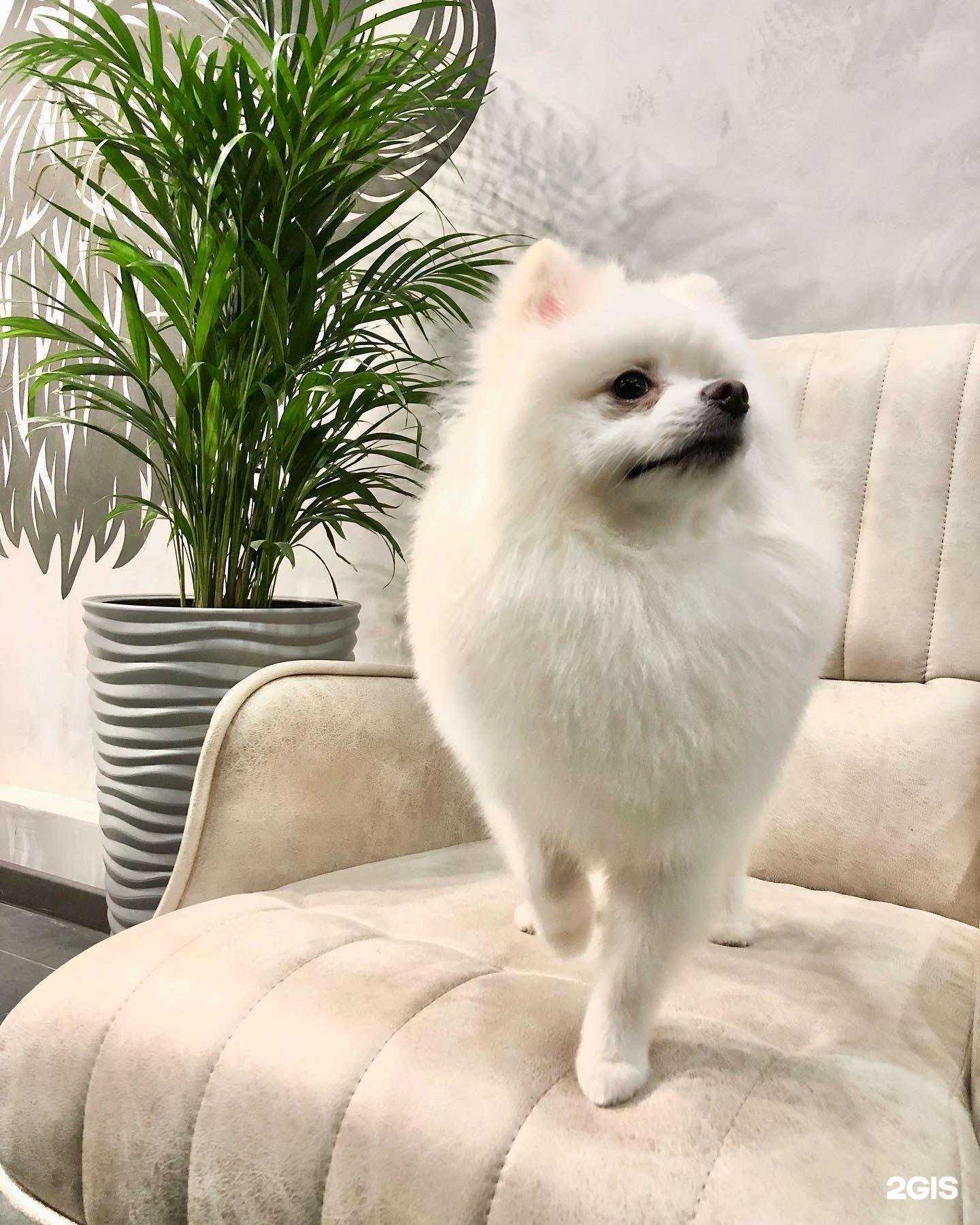 Отзывы на компанию Barberdog в Рязани c фото