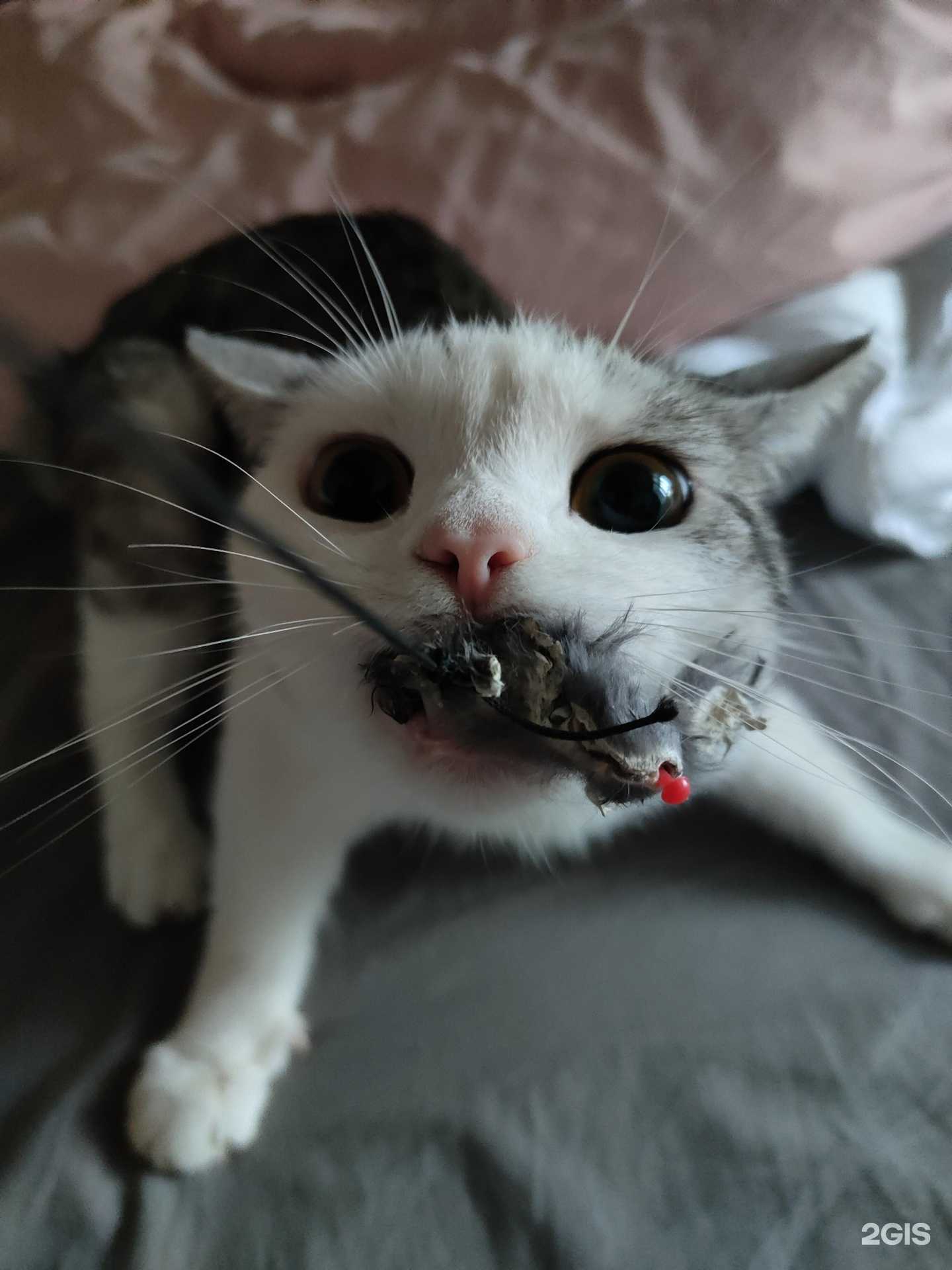 Отзывы на компанию Зоооптторг.рф в г. Нижний Новгород c фото