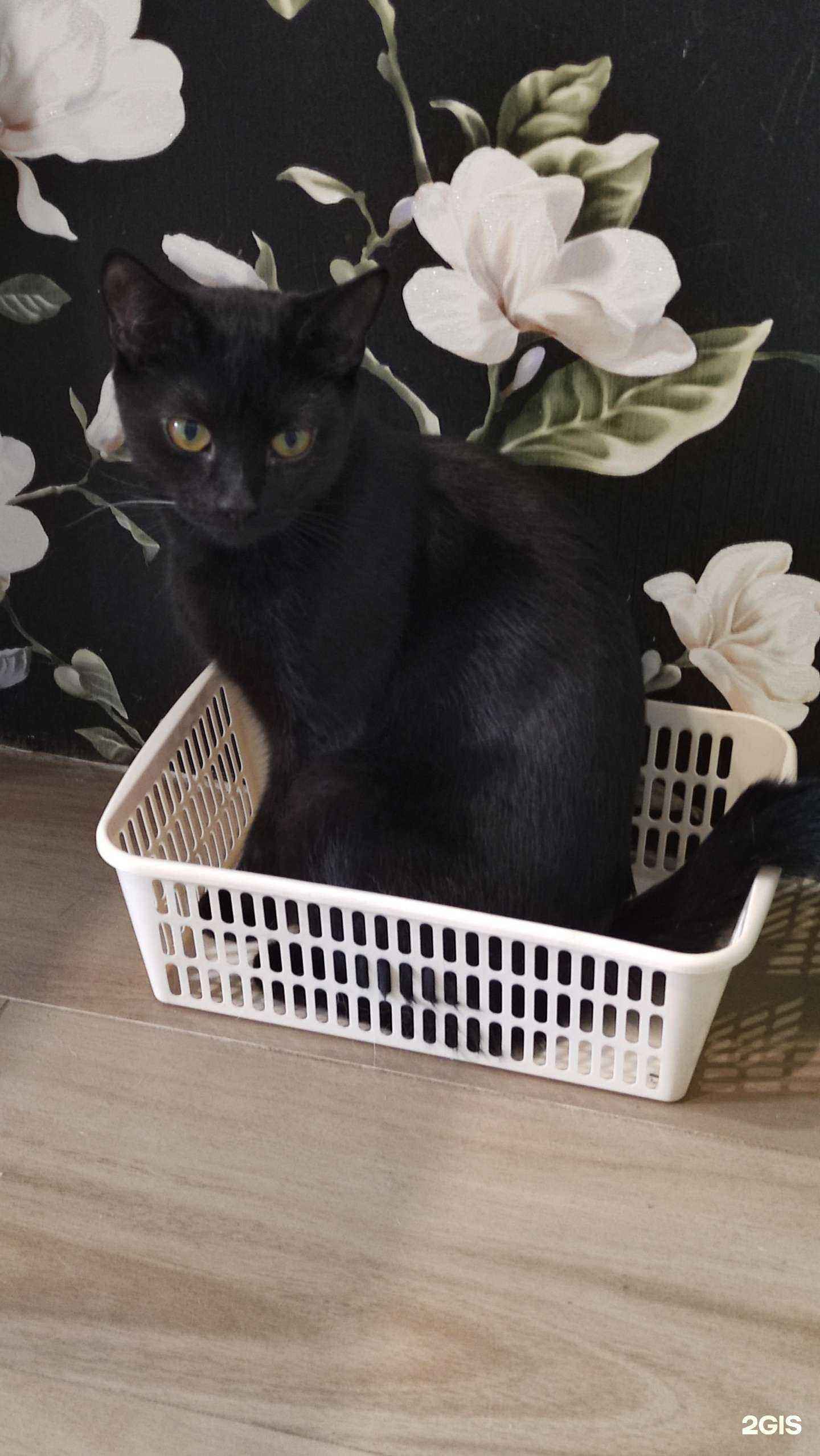 Отзывы на компанию Айболит в Северодвинске c фото