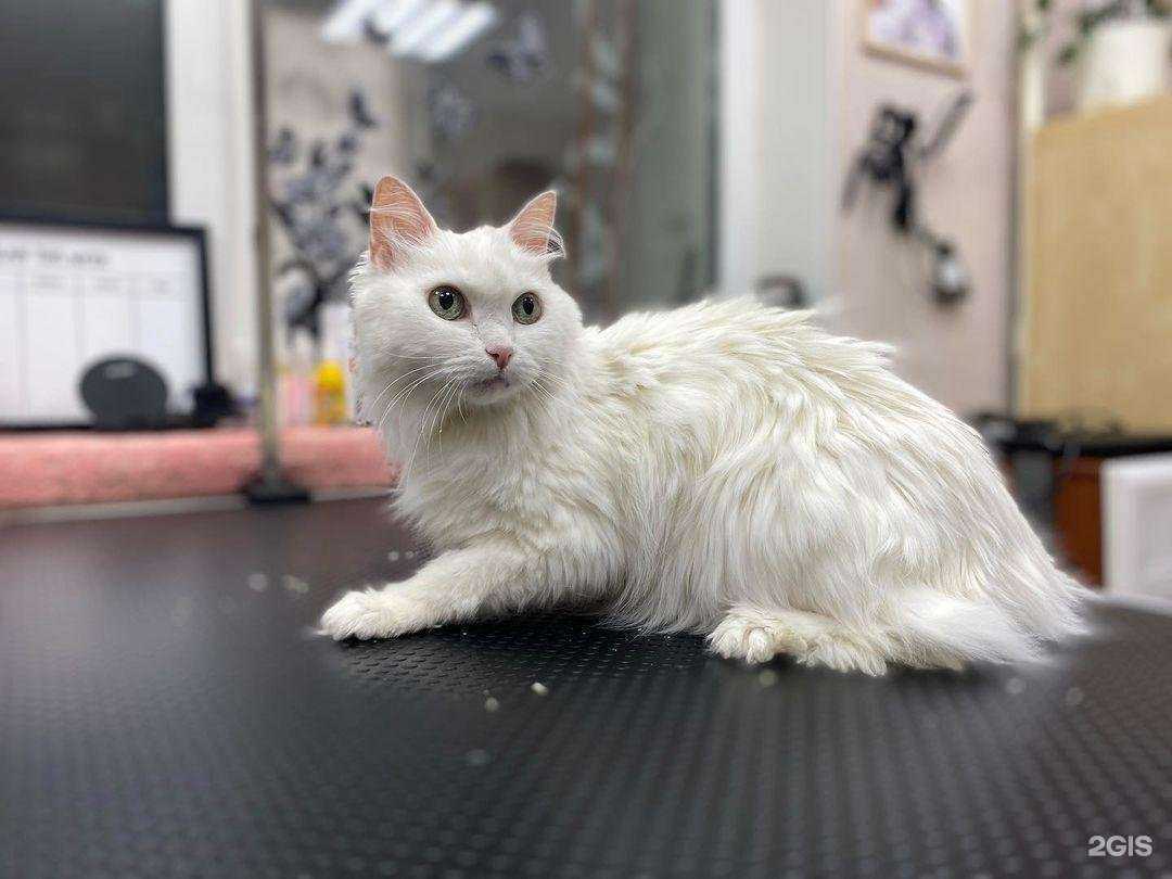 Отзывы на компанию Happy Dog в г. Подольск c фото