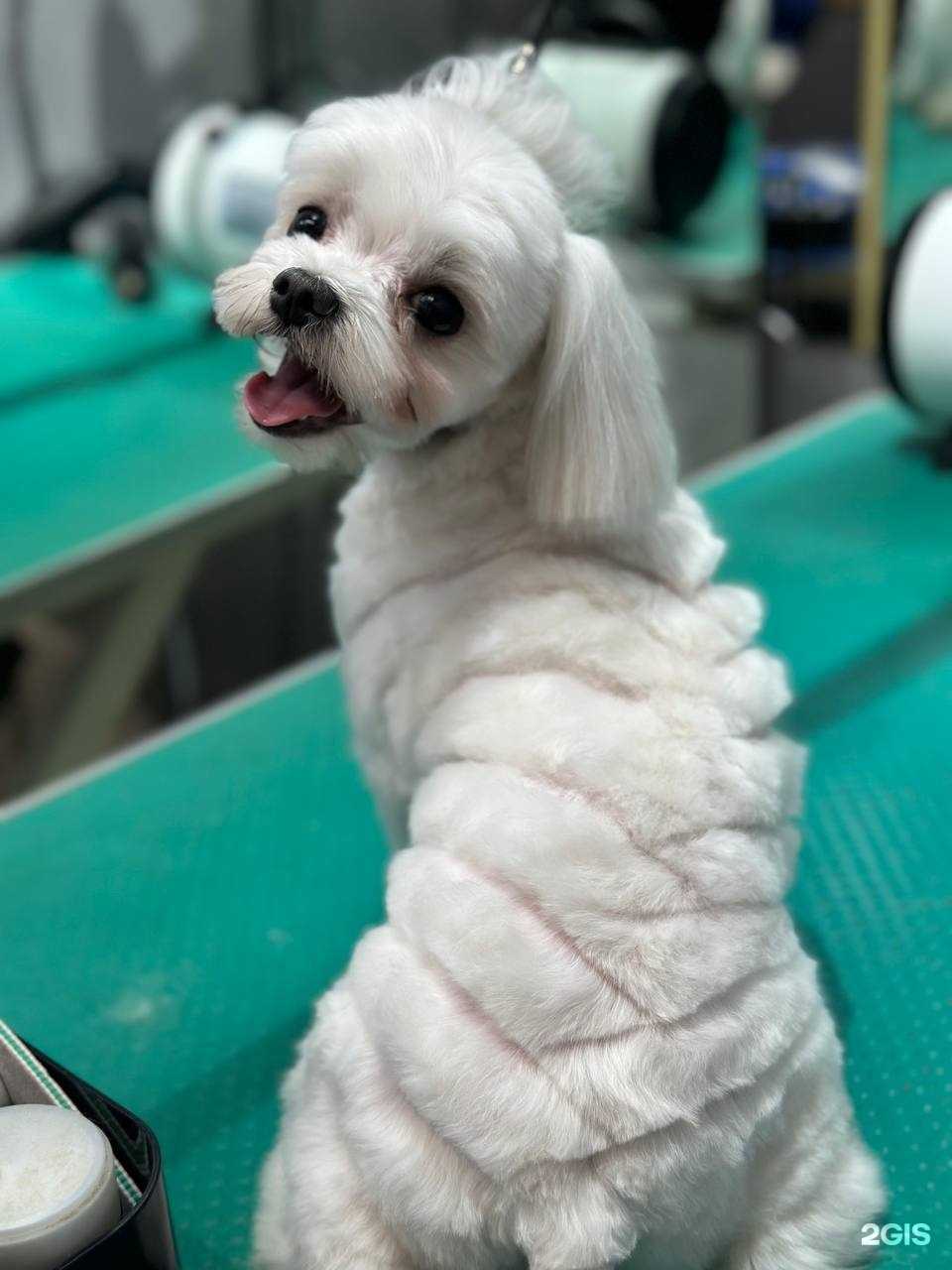 Отзывы на компанию Носики в Большое Камени c фото