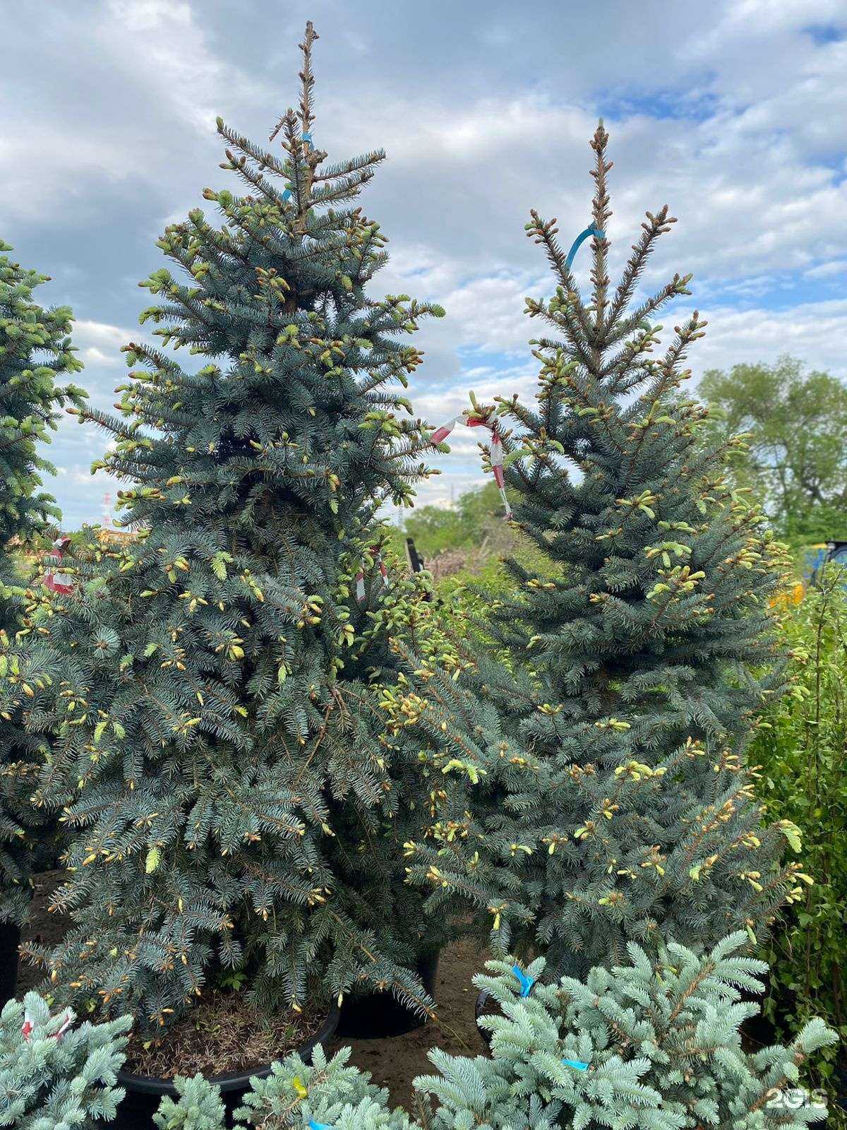 Отзывы на компанию КустЁлка в Кемерове c фото